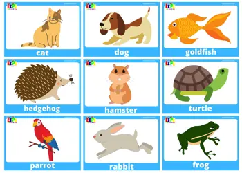 Pets Flashcards Use online or download PDF file